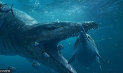 animal marinho colossal, réptil subaquático, crânio fóssil, fósseis, fóssil de 2 metros