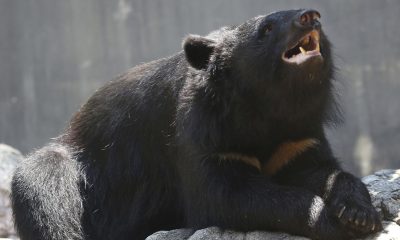 ocorrências de ataques, incursões ursinas, confrontos com ursos