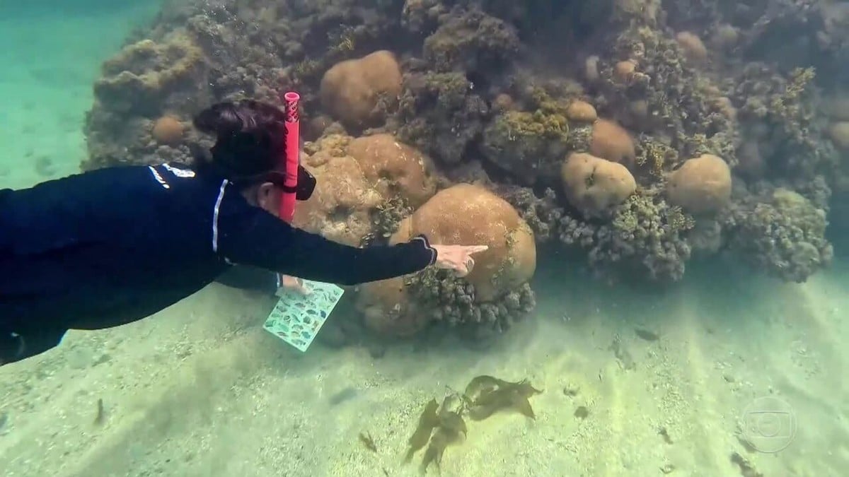 Banco de corais, corais imenso, enorme banco de corais