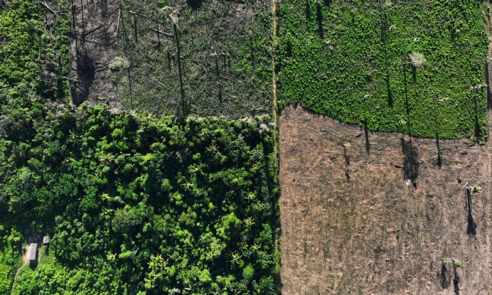 desmatamento ilegal, extração ilegal de madeira, desflorestamento ilegal
