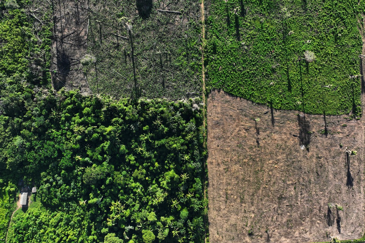 desmatamento ilegal, extração ilegal de madeira, desflorestamento ilegal