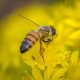 insetos polinizadores, melíferas, apicultura