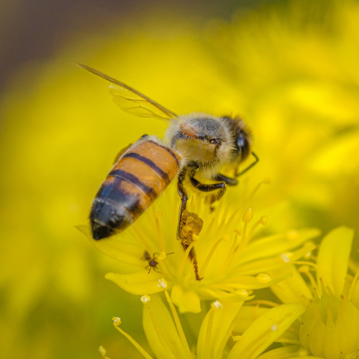 insetos polinizadores, melíferas, apicultura