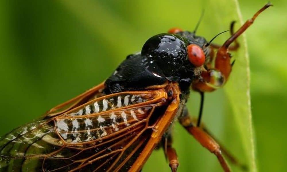 insetos cantores, espécies, ninhadas