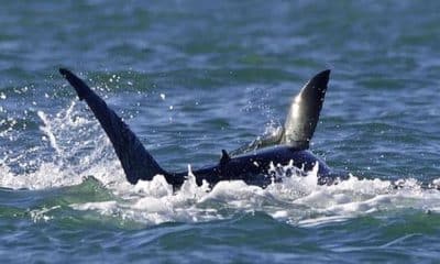 baleia assassina, predadora