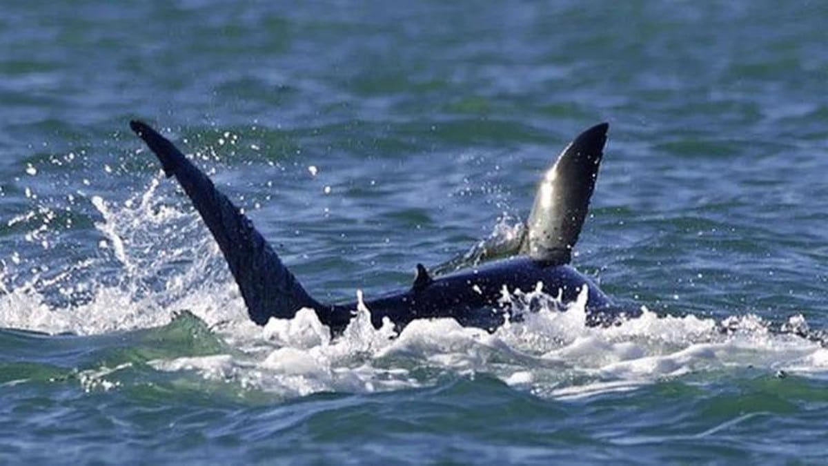 baleia assassina, predadora