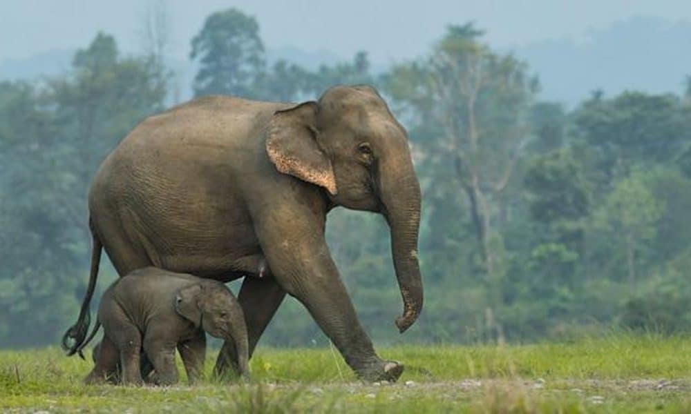 elefantes indianos, mammals do Sri Lanka