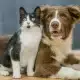 Lei 941/24, Projeto de Lei relativo à guarda de animais de estimação, Regulamento da Guarda Compartilhada de Animais de Estimação;