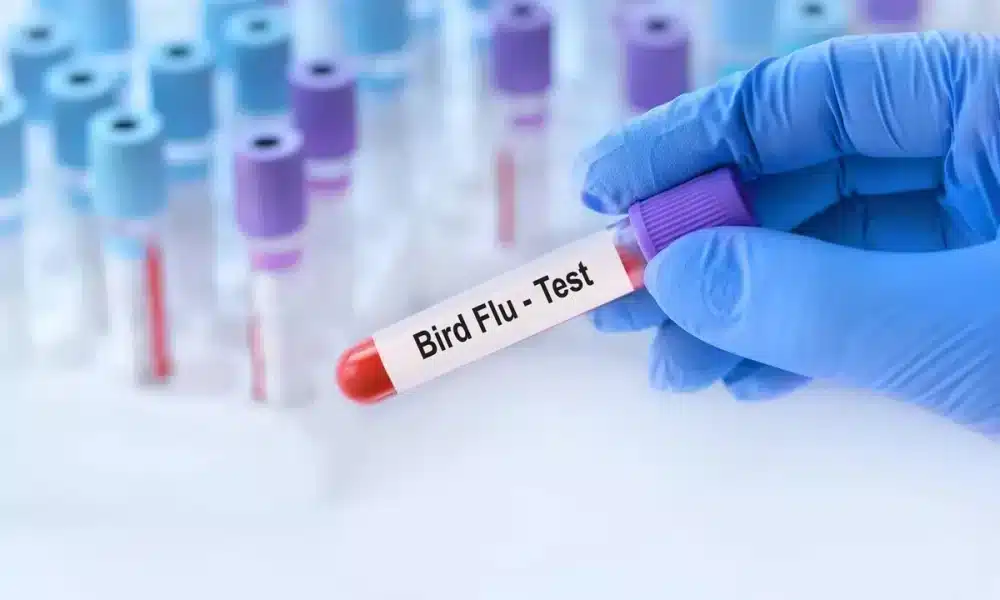 gripe-aviária, COVID-19, pandemia;