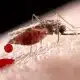 malária, doença, parasitária, parasitose;
