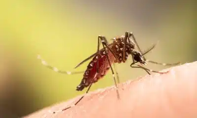 doença, epidemia, mosquito;