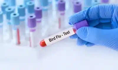 pandemia-gripe-aviaria, gripe-aviaria, surto-gripe-aviaria, gripe-avian-outbreak;