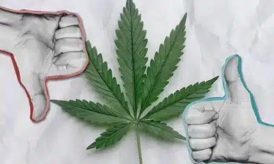 marihuana, cannabis, erva-mate, hachis;