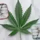 marihuana, cannabis, erva-mate, hachis;