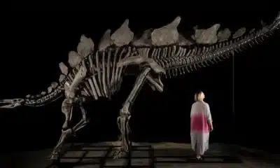 dinossauro, dinossauros, dinossauro;